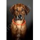 Visio Light - Lichtgevende Halsband voor Honden